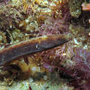 Image of Elegant pipefish