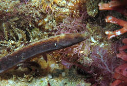 Image of Elegant pipefish