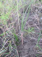 Image of Bulbine favosa (Thunb.) Schult. & Schult. fil.