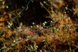 Image of Asparagus pearsonii Kies