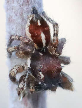 Image of Habronattus peckhami (Banks 1921)