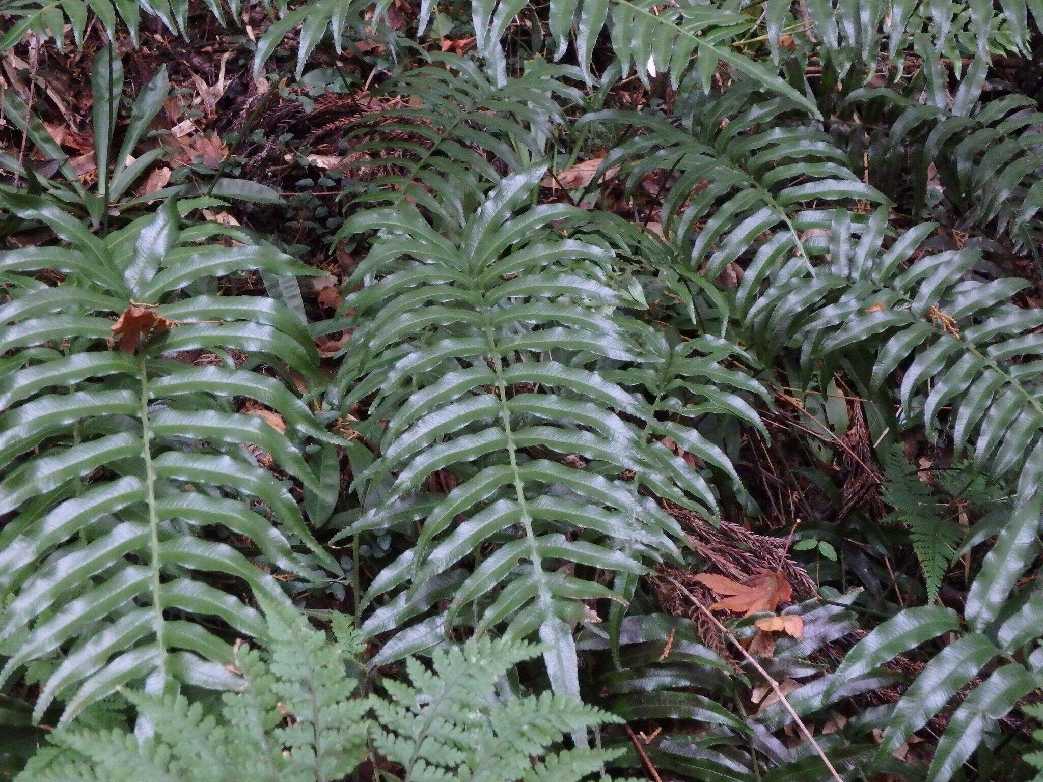 Plancia ëd Plagiogyria japonica Nakai