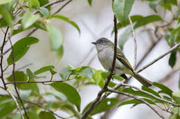 Image of Gray Elaenia