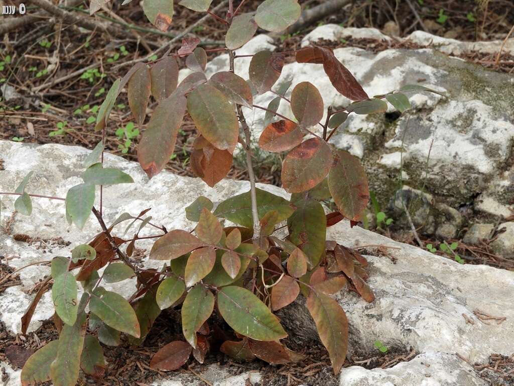 Plancia ëd Pistacia terebinthus L.