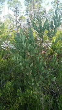 Image of flyweed