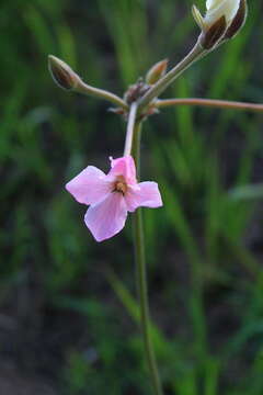 Imagem de Pelargonium luridum (Andr.) Sweet