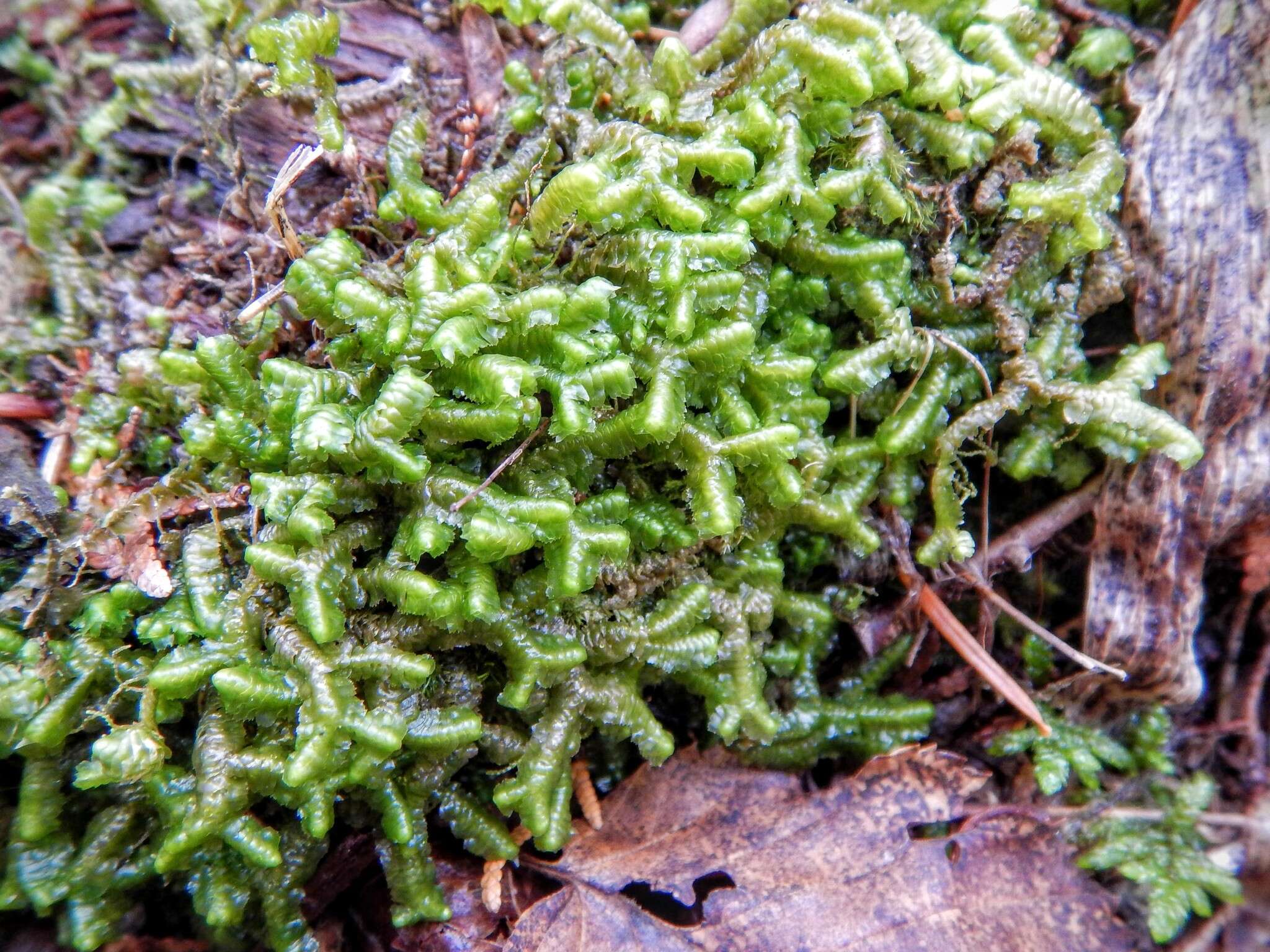 Image of greater whipwort