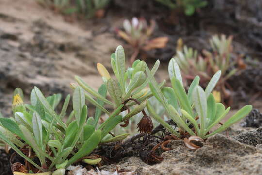 Image of Gazania rigens var. leucolaena (DC.) Rössl.