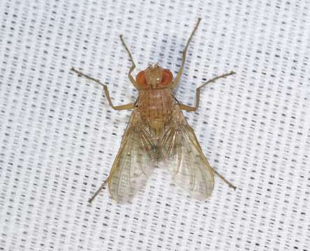 Image of Tachinid fly