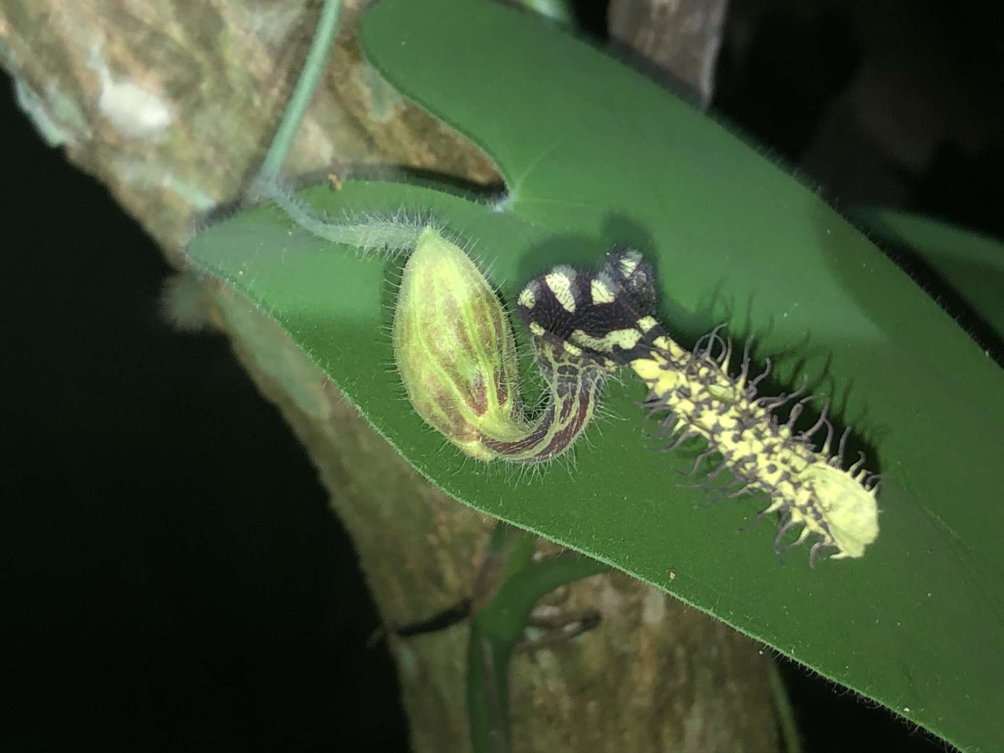 Plancia ëd Aristolochia pilosa Kunth