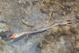 Image of Pacific blue swimming crab