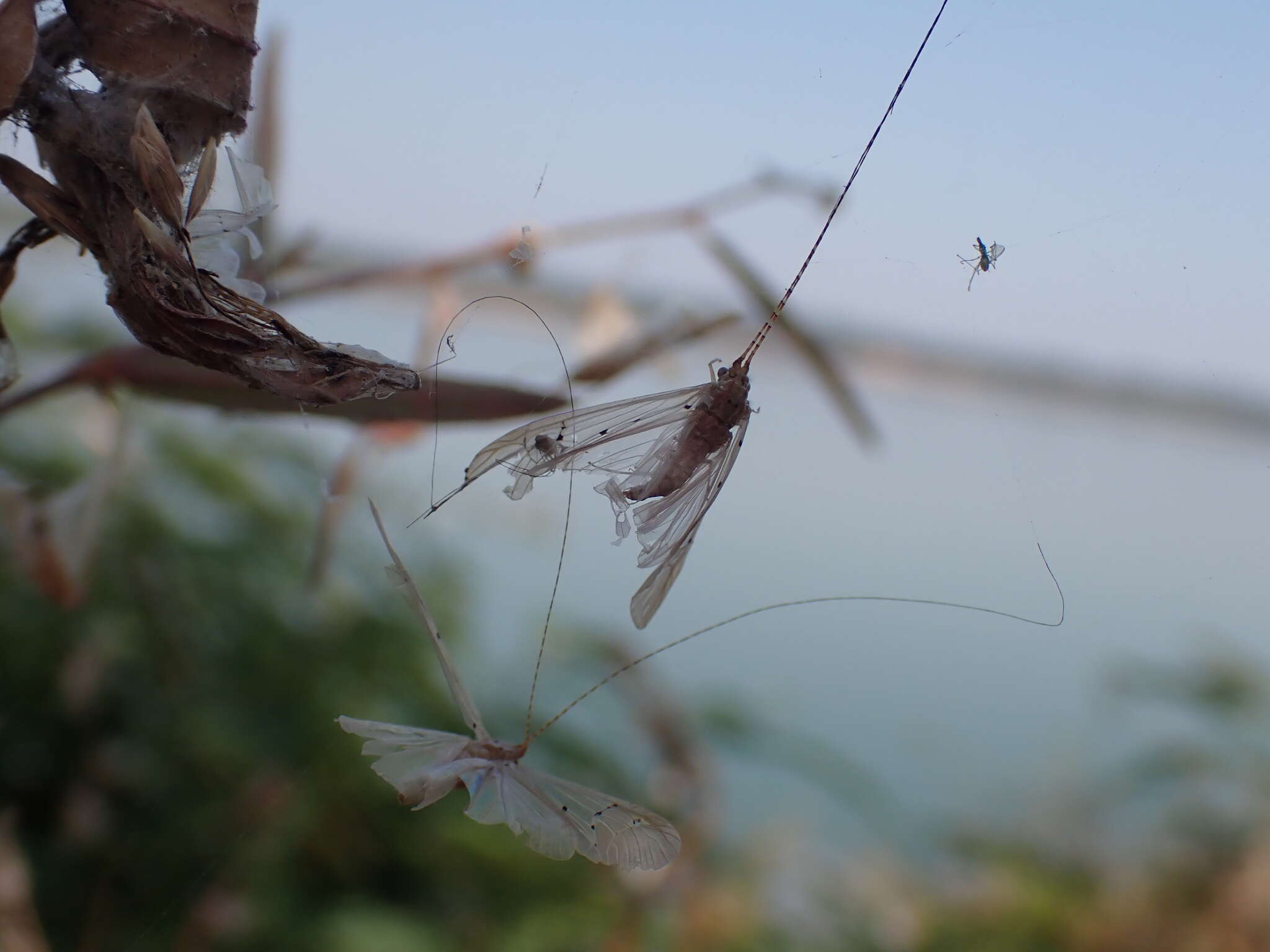 Aethaloptera sexpunctata (Kolenati 1859) resmi