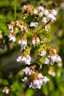 Image of Erica curvirostris var. curvirostris