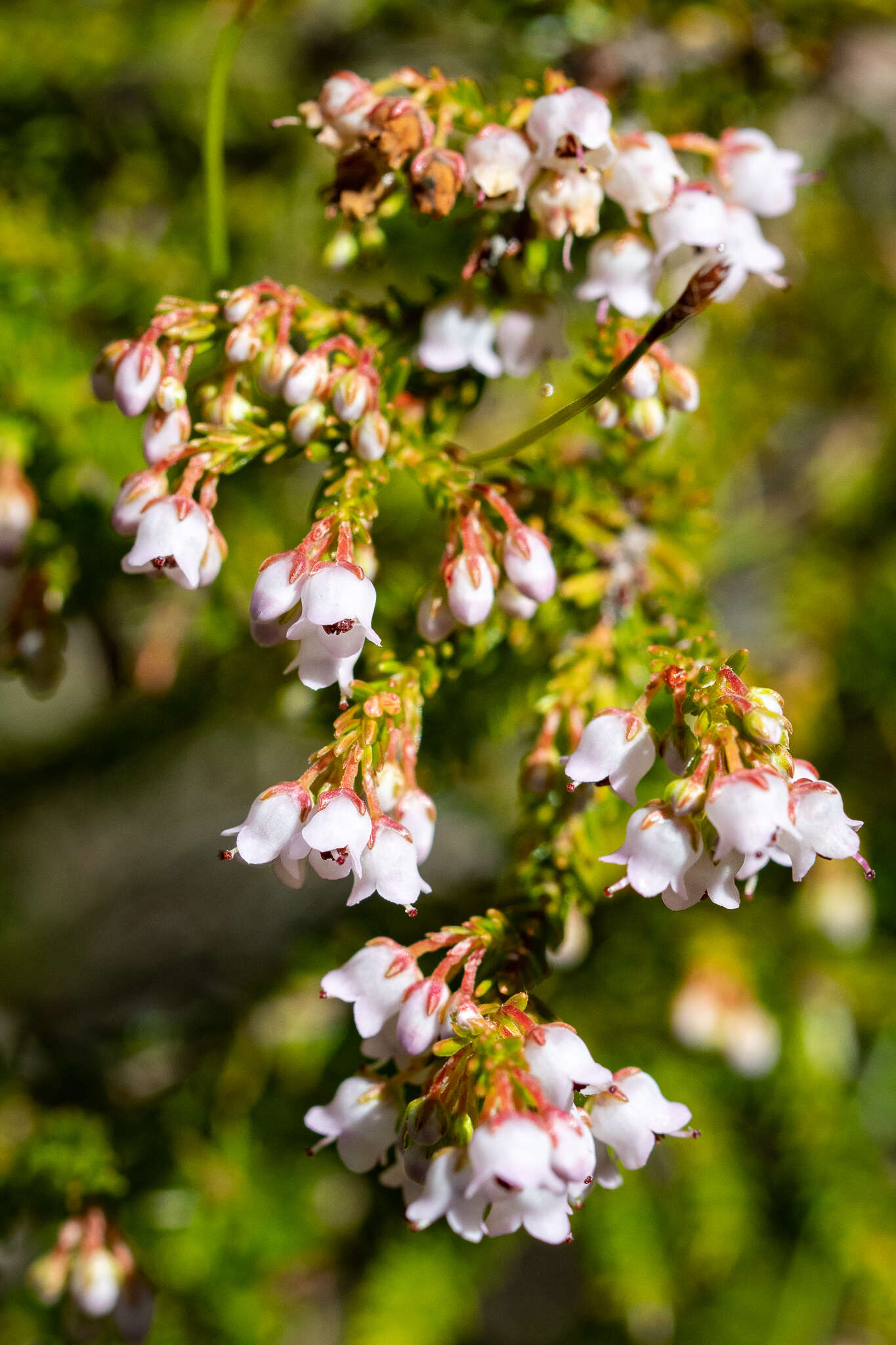 Image of Erica curvirostris var. curvirostris