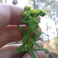 Image of Euphorbia esuliformis S. Schauer