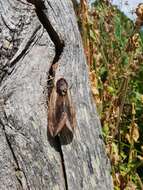 Image of privet hawk-moth