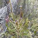 Image of Conospermum longifolium subsp. mediale L. A. S. Johnson & Mc Gillivray