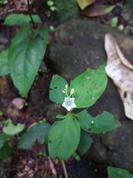 Image of Spigelia carnosa Standl. & Steyerm.