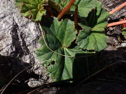 Слика од Begonia veitchii Hook. fil.