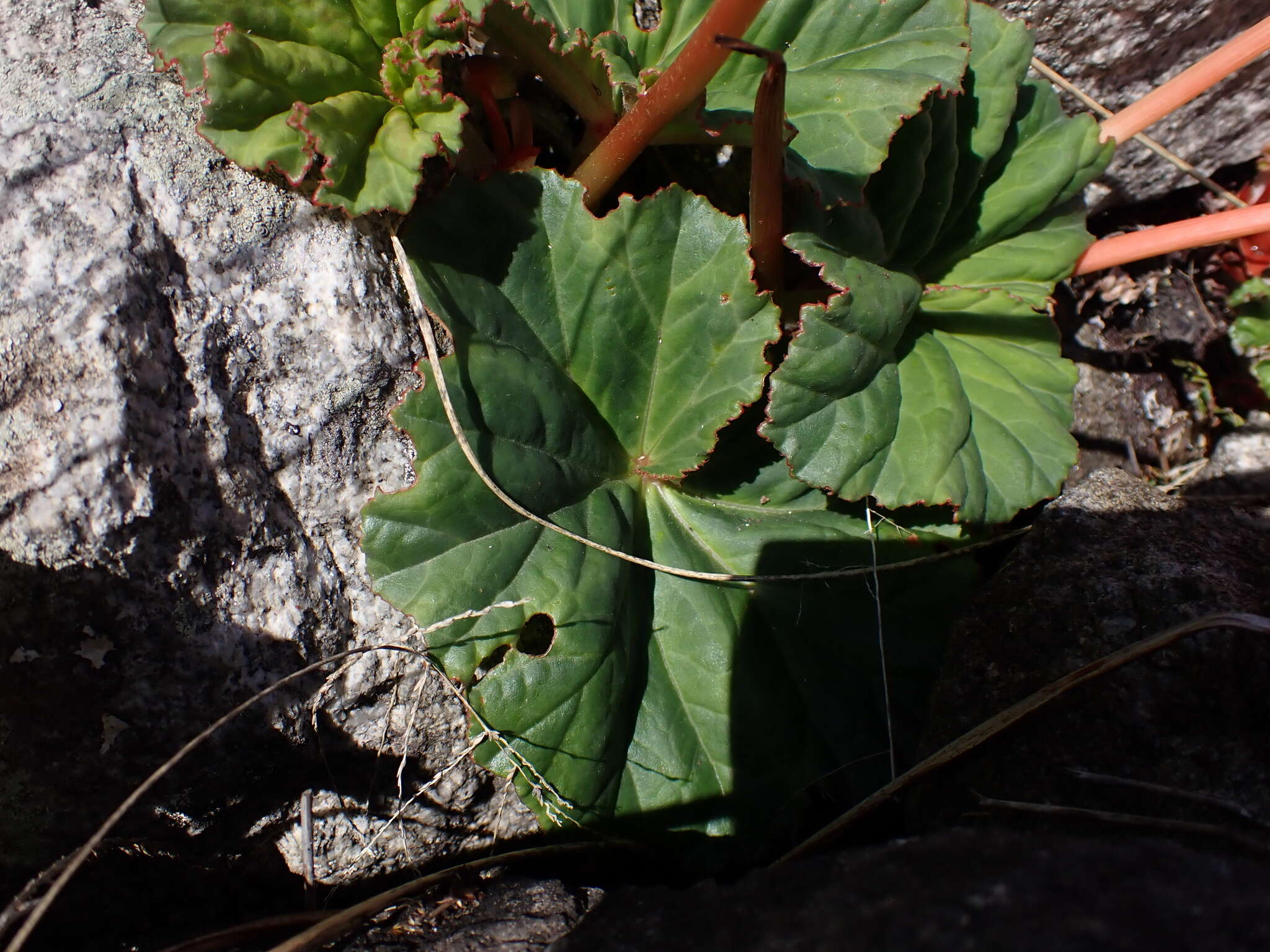 Image of Begonia