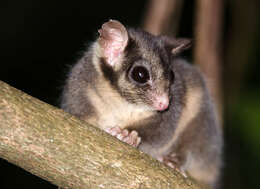 Image of Leadbeater's possum