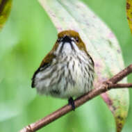 Image of Yellow-vented Flowerpecker