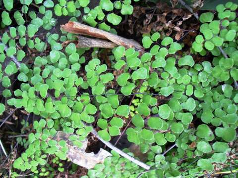 Image of Adiantum aethiopicum L.