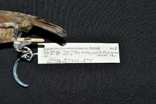 Image of Birds-of-Paradise
