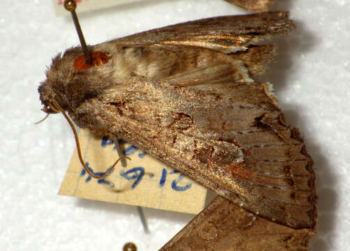 Image of Pale shining brown moth