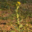 Image of Senecio deferens Griseb.