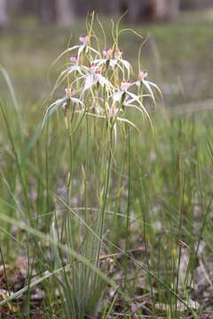 Caladenia longicauda subsp. redacta Hopper & A. P. Br.的圖片