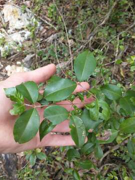 Eugenia biflora (L.) DC. resmi