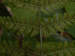 Image of spreading woodfern