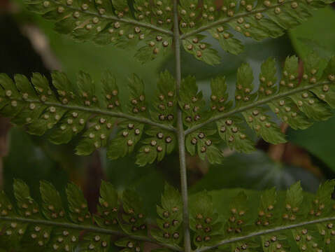 Imagem de Dryopteris expansa (C. Presl) Fraser-Jenk. & Jermy