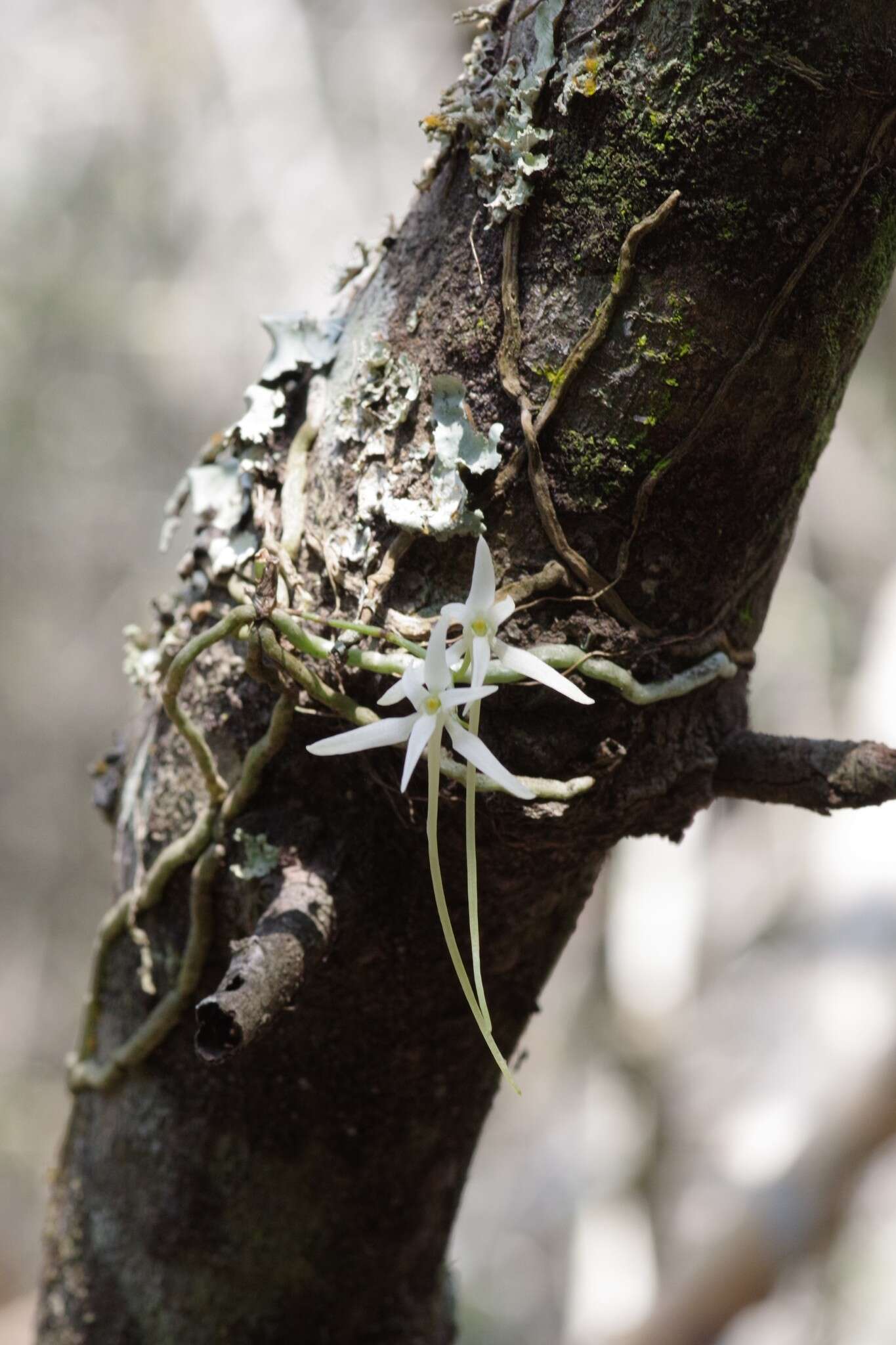 Image of Mystacidium venosum Harv. ex Rolfe