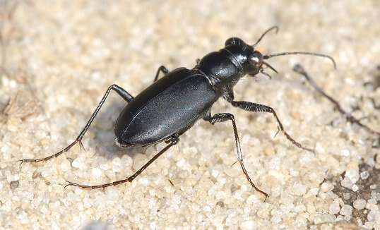 Image of Autumn Tiger Beetle