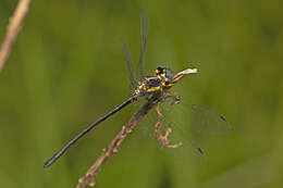 Image of Eusynthemis rentziana Theischinger 1998