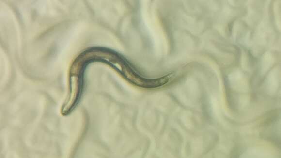 Image of Nematode