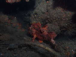 Image of Western red rockcod