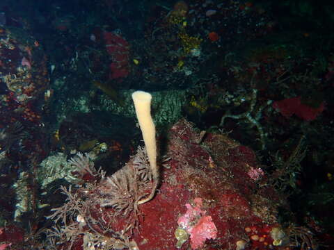 Image of lacy horny sponge