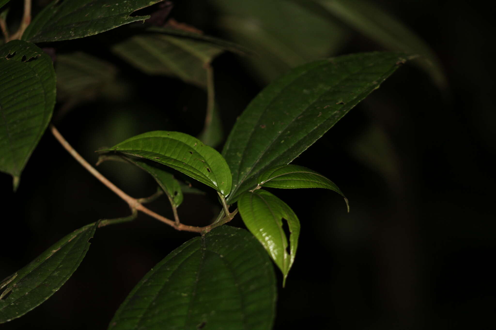 Image of Henriettea caudata (Gleason) Penneys, Michelang., Judd & Almeda