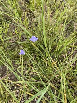 Wahlenbergia capillaris (G. Lodd.) G. Don resmi