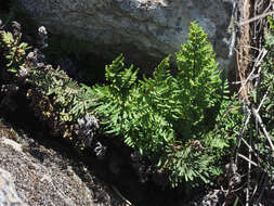 Image de Oeosporangium pulchellum (Bory ex Willd.) Fraser-Jenk. & Pariyar