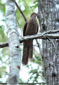 Image of Brown Cuckoo-Dove