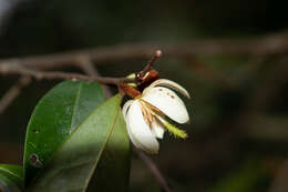 Magnolia figo var. skinneriana (Dunn) Noot. resmi