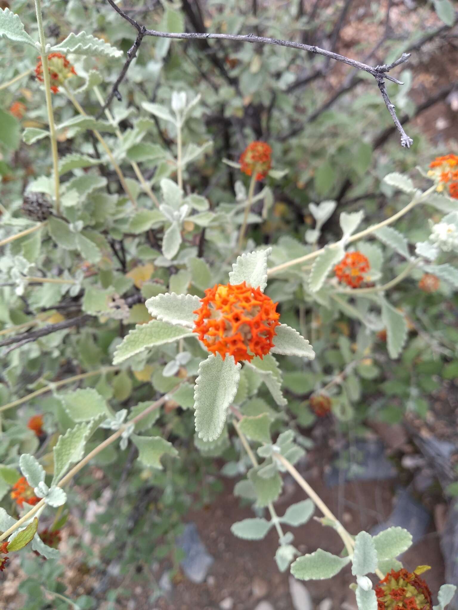 Image de Buddleja marrubiifolia Benth.