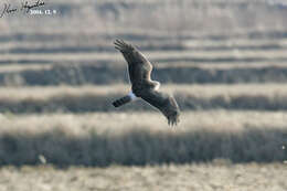 Image of Hen Harrier