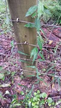 Image of Climbing-Dogbane