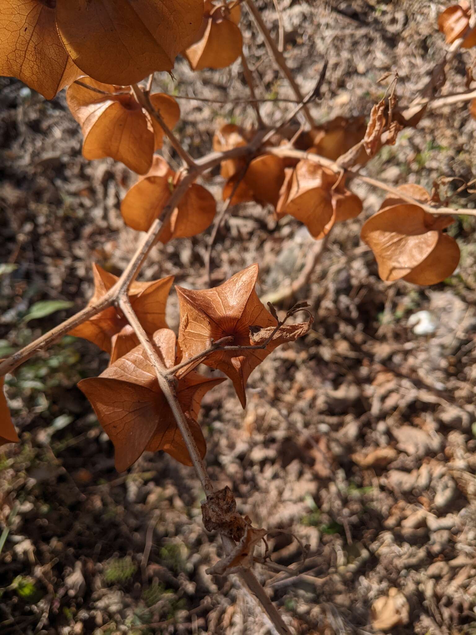 Plancia ëd Physalis nicandroides Schltdl.