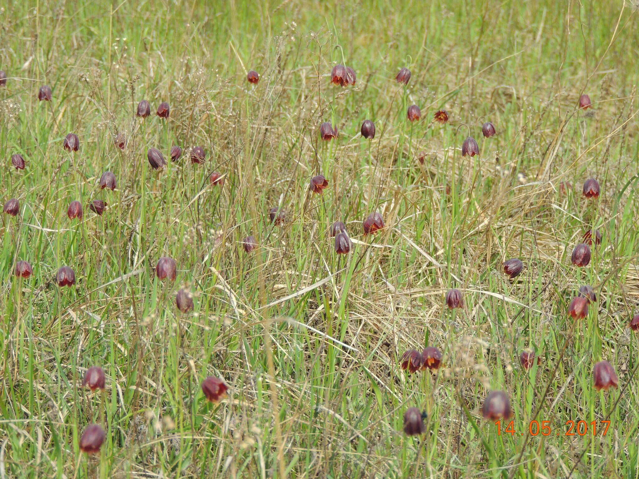 Fritillaria meleagroides Patrin ex Schult. & Schult. fil. resmi